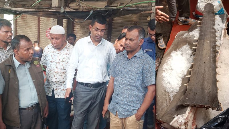 Endangered species of sawfish recovered on the orders of the Environment Minister