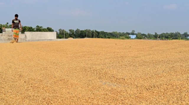 Paddy and rice collection to start in six districts of Haor region from May 3
